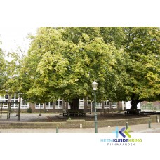 School Pannerden 26-08-2011 Coll. P.Snip (21)
